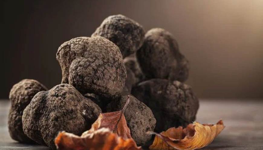 depositphotos_88733362-stock-photo-mushroom-black-truffle