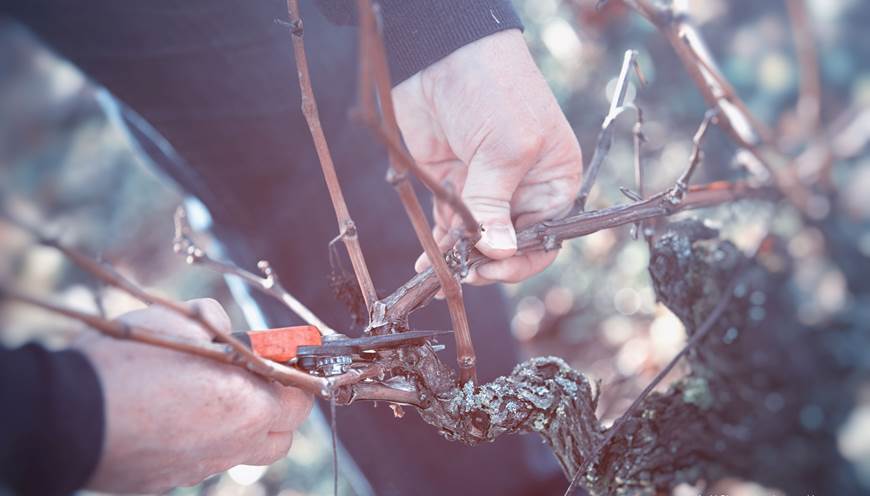 La taille de la vigne