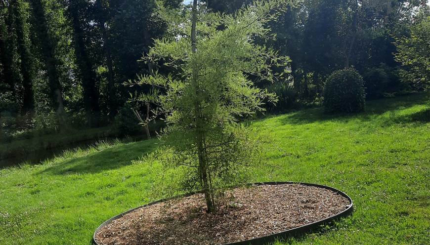 coté jardin...