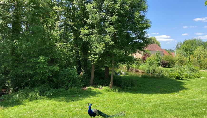 Le jardin avec Kiki le paon