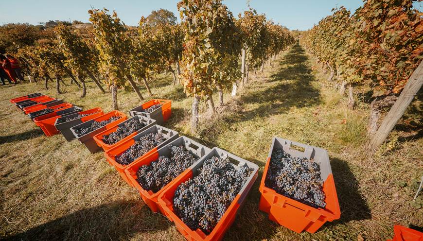 Vendanges en caisses