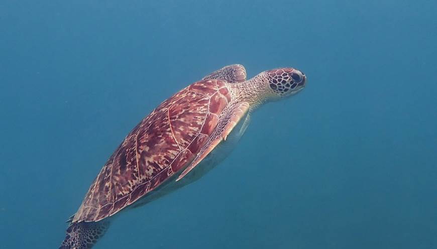 Tortue  - réserve Cousteau Malendure Guadeloupe avec logo tropicalKaz