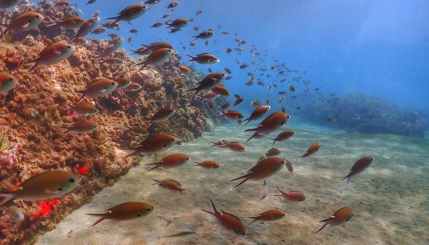 Banc de poissons - réserve Cousteau Malendure Guadeloupe