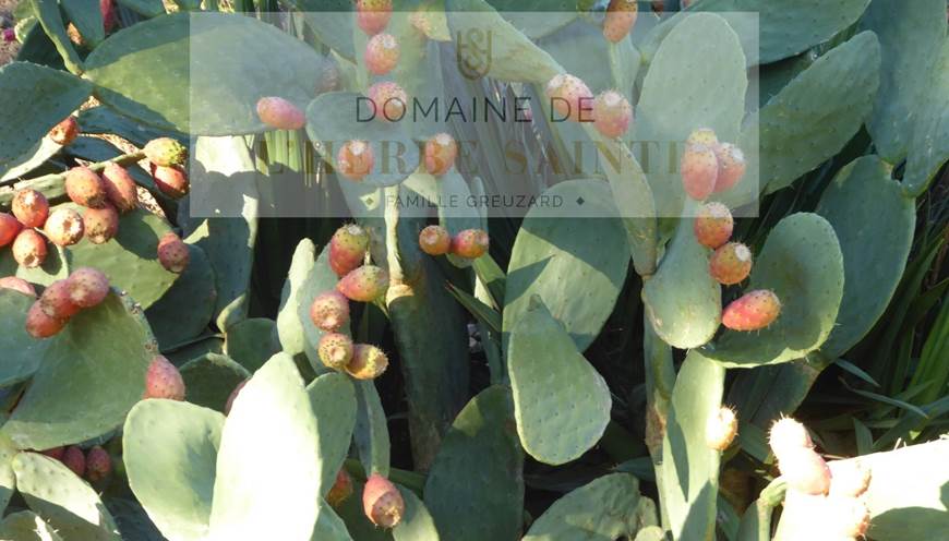 Figues de barbarie typiquement le Sud