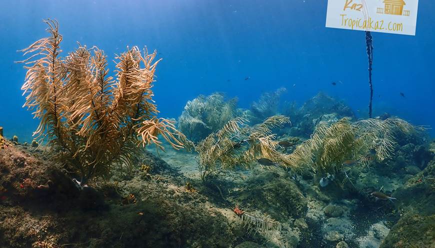 gorgones réserve Cousteau Malendure Guadeloupe avec logo tropicalKaz