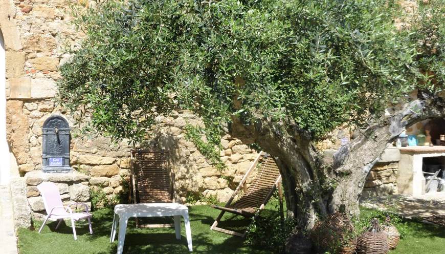 Détente sous les oliviers
