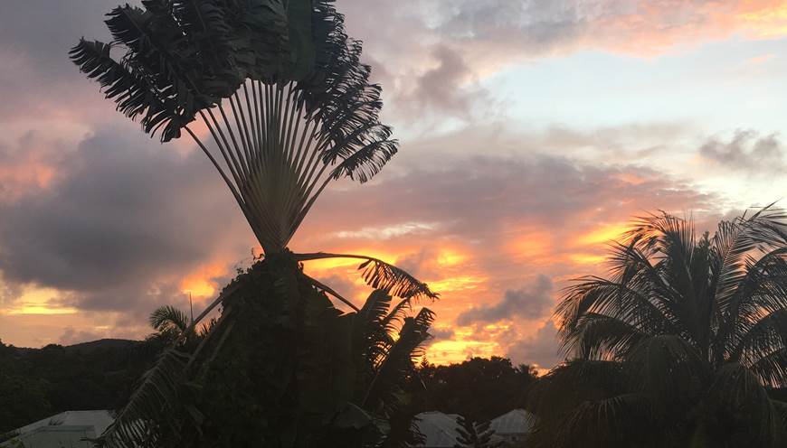 Arbre du voyageur vu de la terrasse au coucher de soleil