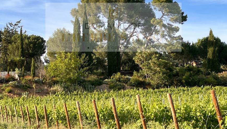 Merlot et Sauvignon Terrasse côté salle et sa végétation du sud