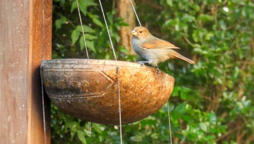 Sucrier dans abreuvoir en calebasses