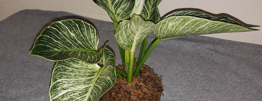 Philodendron Birkin