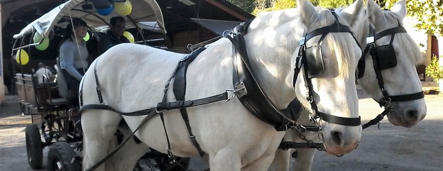 Attelage au départ du pique nique