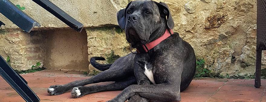 illustration séjour animal