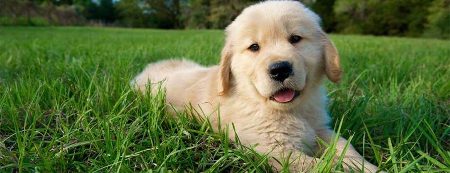 nom-de-chien_header_GettyImages-185743593
