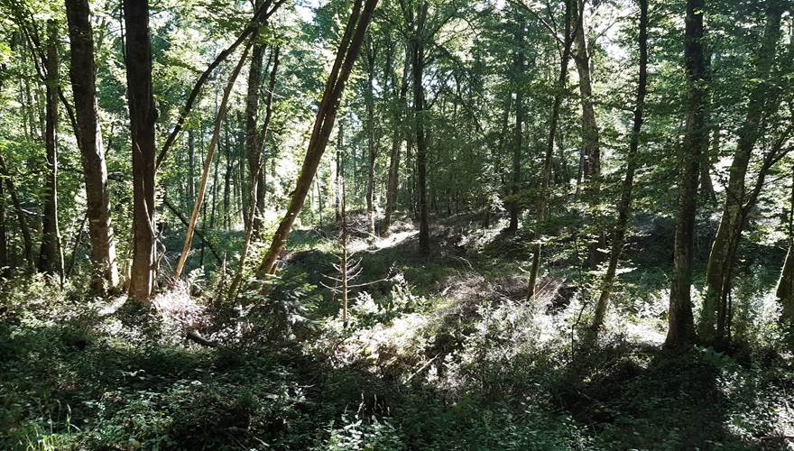 le bois de souladies