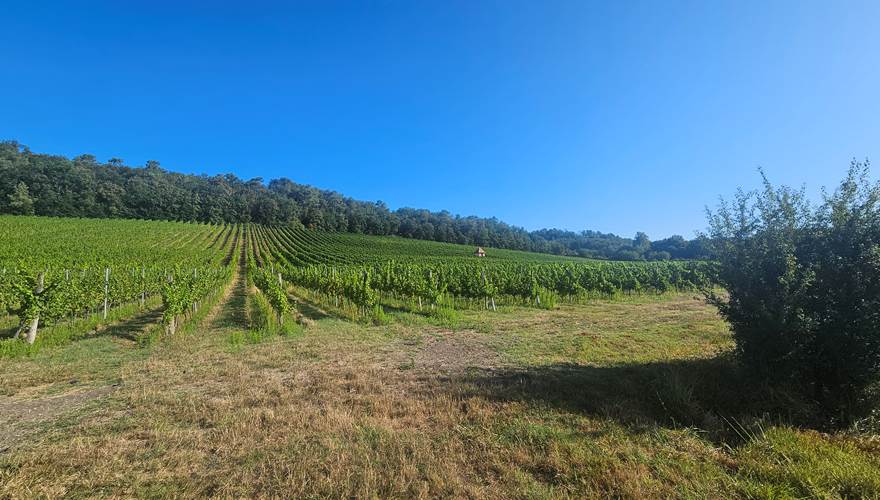 Vignoble