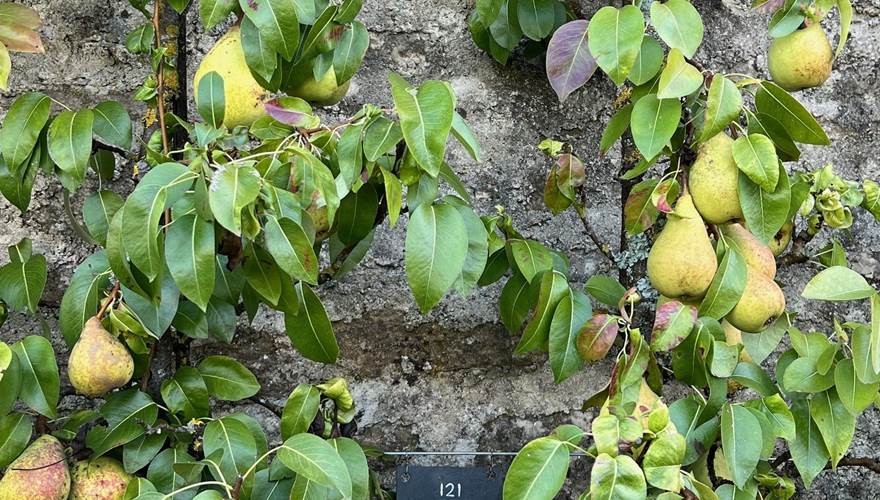 ESPALIER POIRE BEURRE DUMONT
