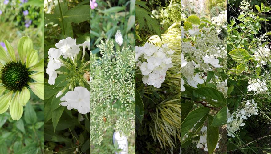 Fleurs du jardin