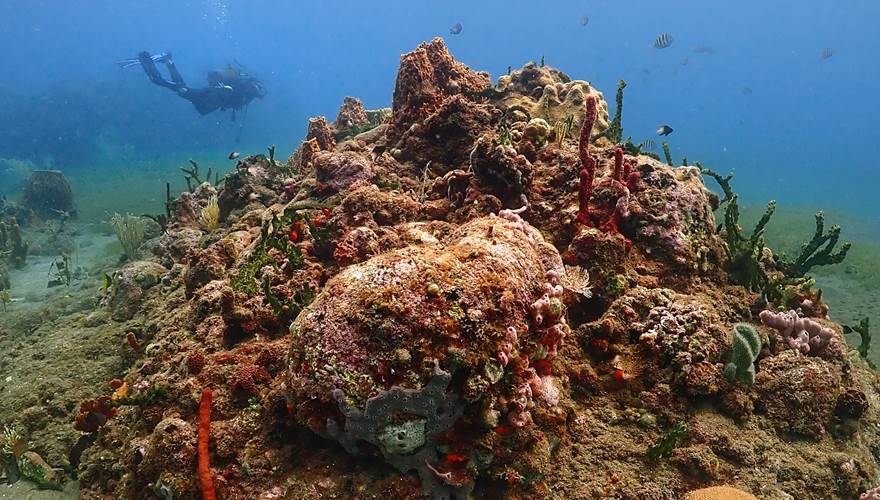 Récif avec plongeur au fond - réserve Cousteau Malendure Guadeloupe