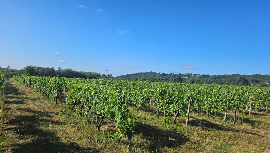 Vignoble