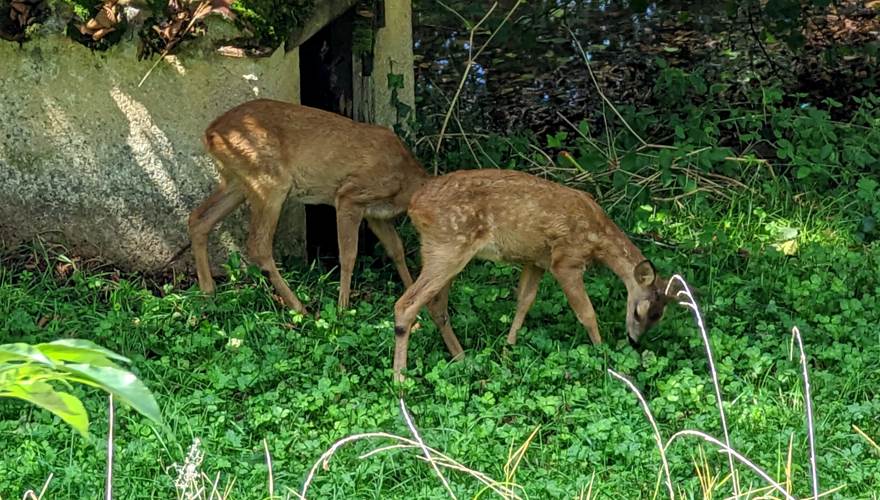 Visiteurs d'un moment. La nature à deux pas
