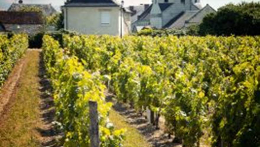 vignoble st louans
