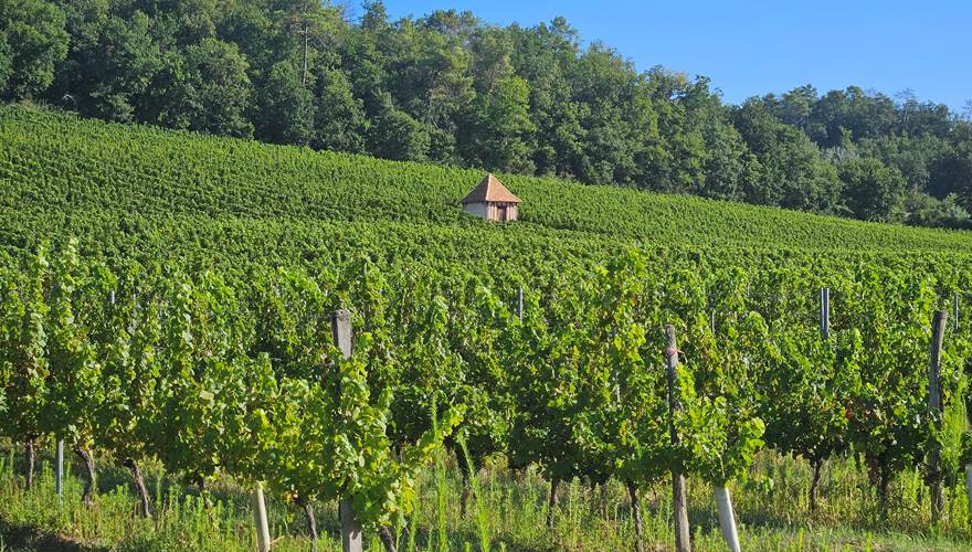 Vignoble