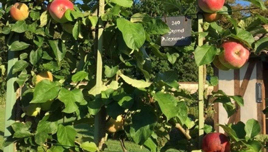 POMMIER ART EN ESPALIER