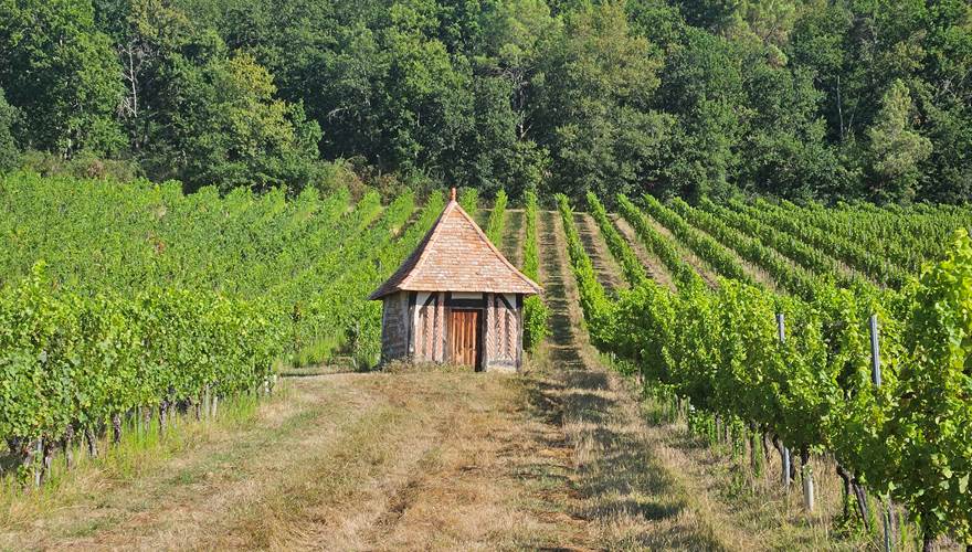 Vignoble