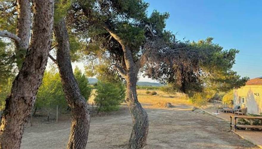 des pins tous autour des gîtes