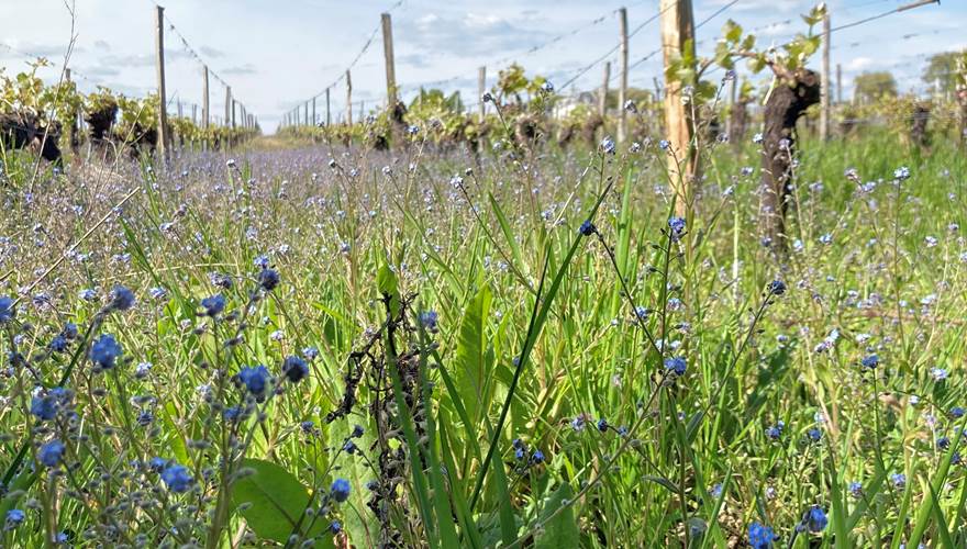 balade dans les vignes