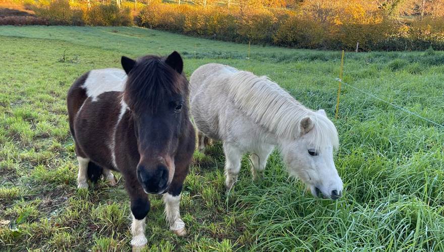 Nos poneys
