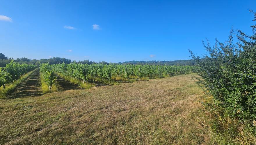 Vignoble