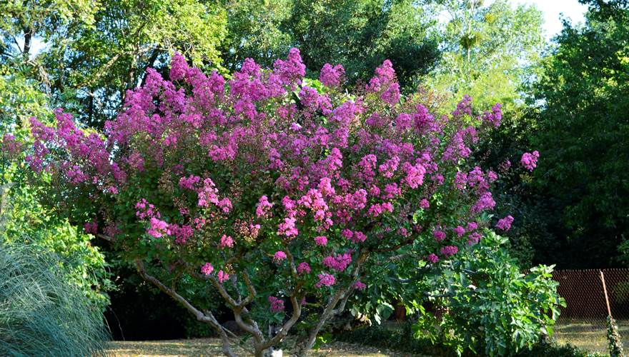 Jardin
