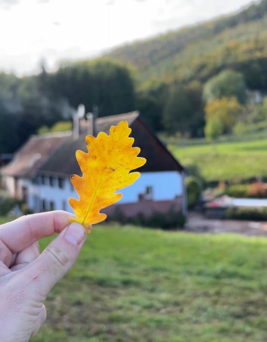 feuille de chene Casa Mypi-photo-contact