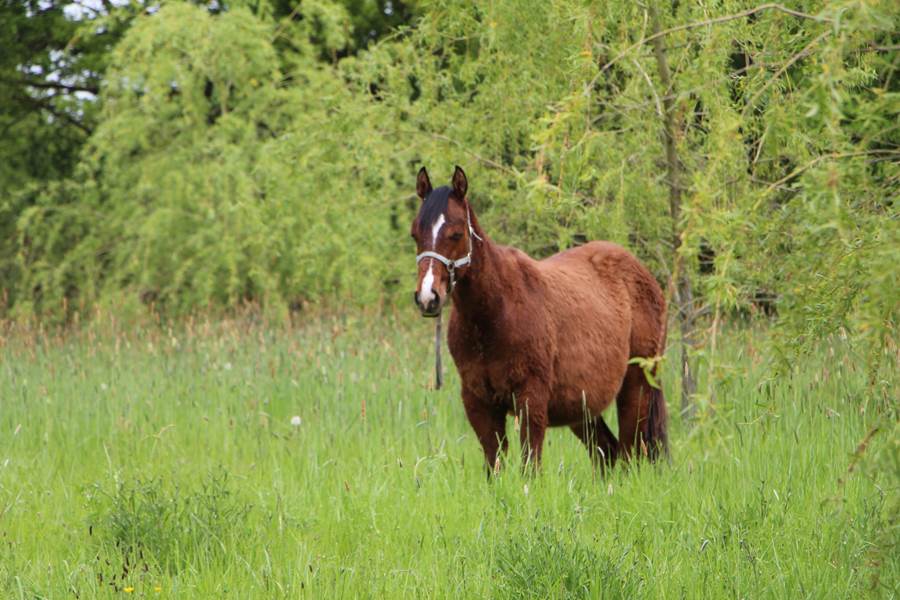 gite_groupe_sarthe_la_fleche_animaux_poulain_hameau_des_deux_ailes