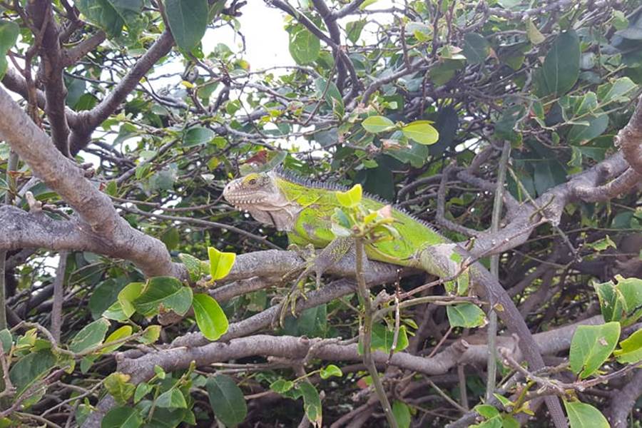 Excursion-Nature-Koroko