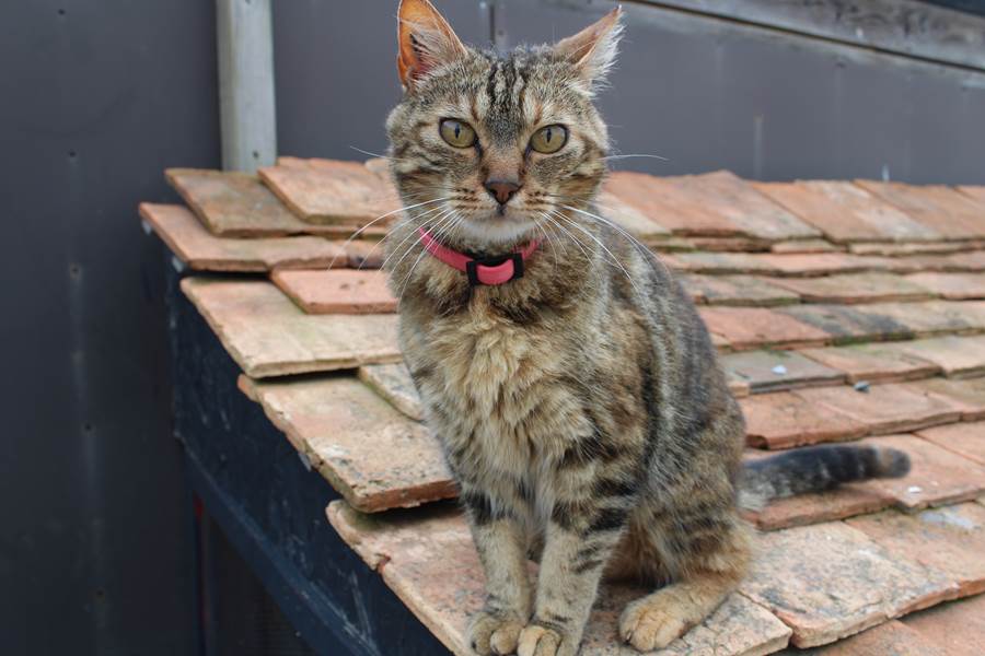 Chat_hameau_des_deux_ailes_gites