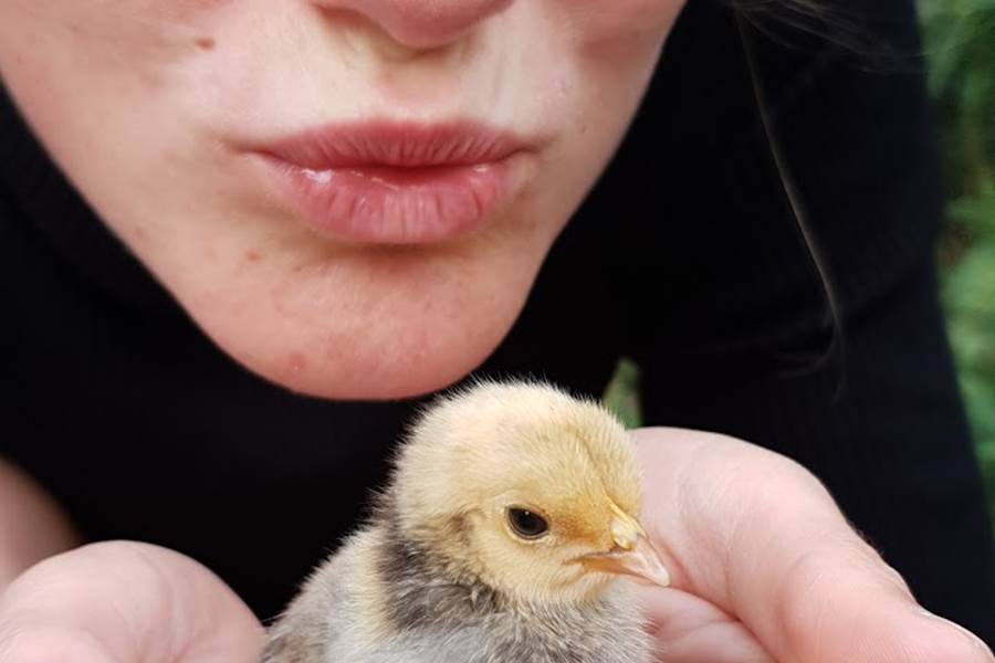 poussins