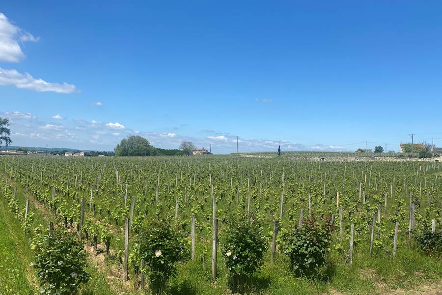 Vignoble-vin-grand-cru-Bordelais-Saint-Emilion-photo-page
