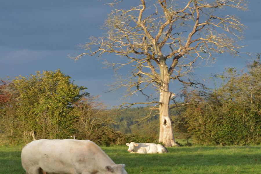 Insolites Chimay Arbre