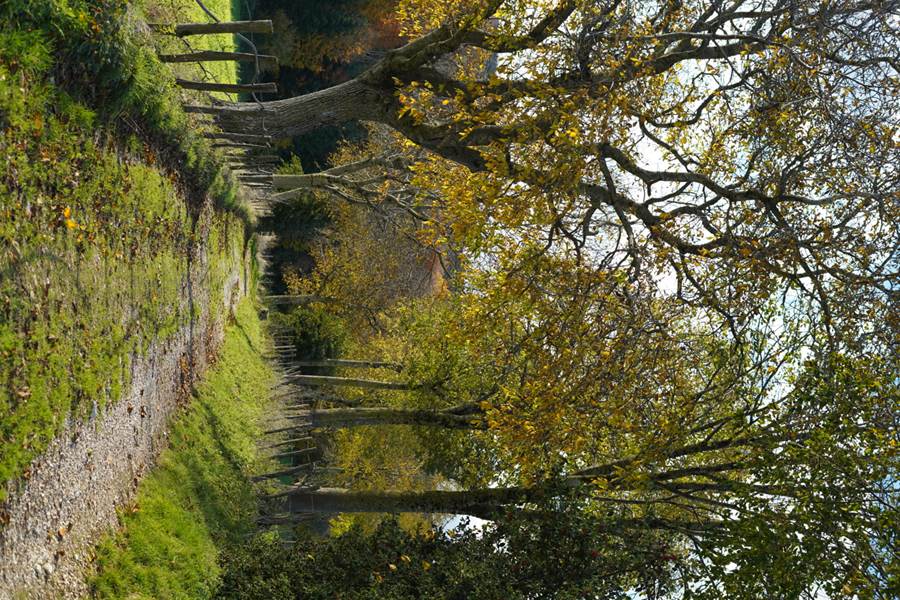 l automne