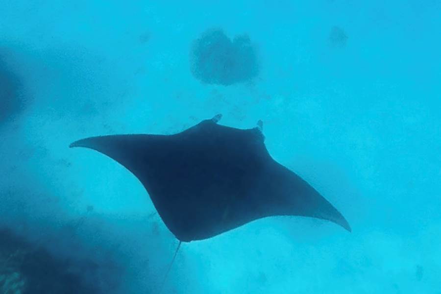 Raie Manta