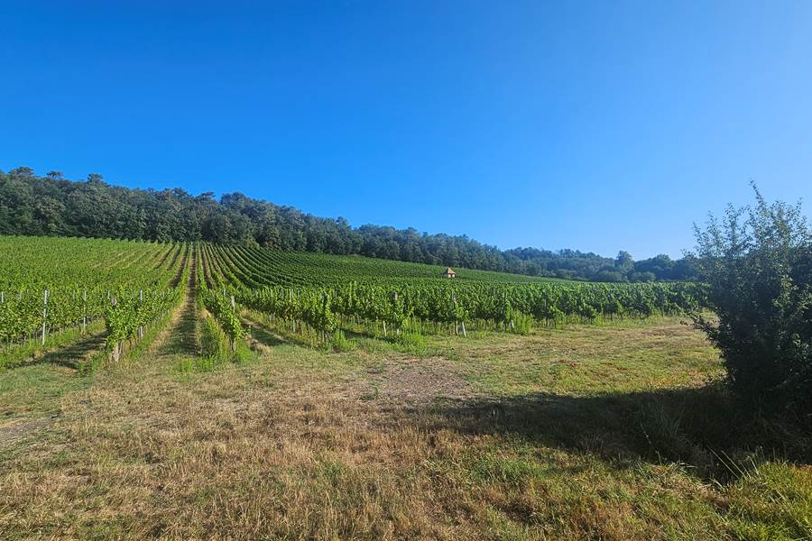 Vignoble-Dordogne-Périgord
