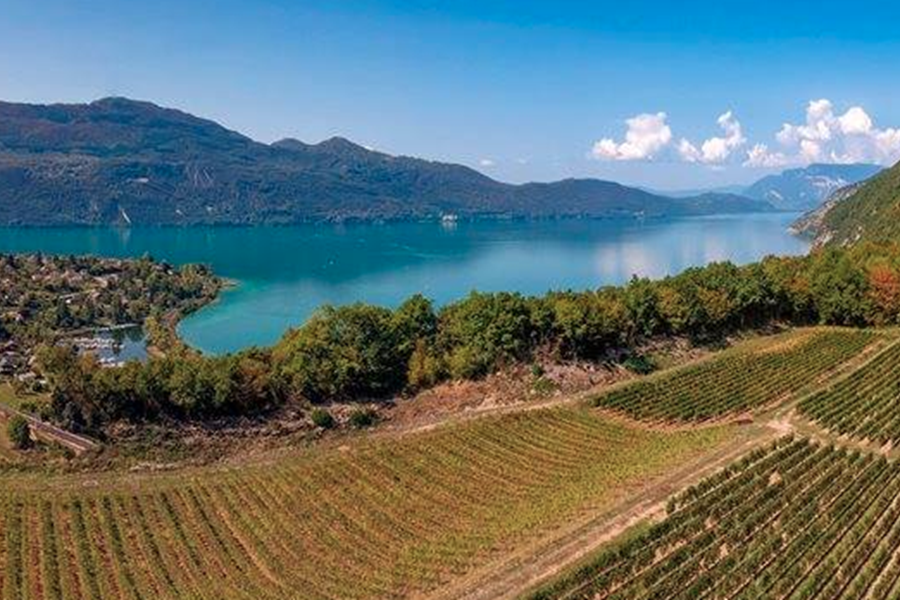 Les vignes qu evous traverserz à vélo au dessus du Lac du Bourget