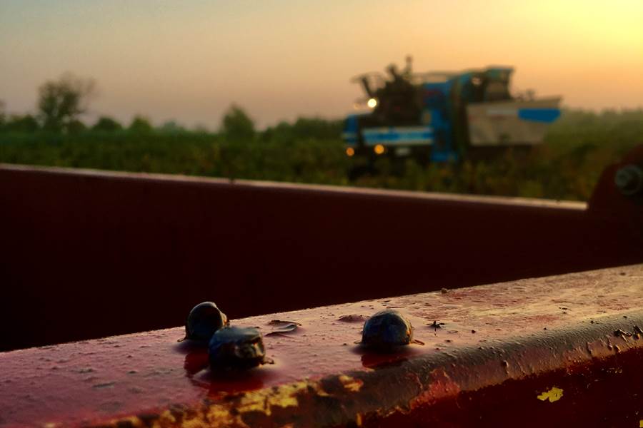 un matin de vendange-photo-page