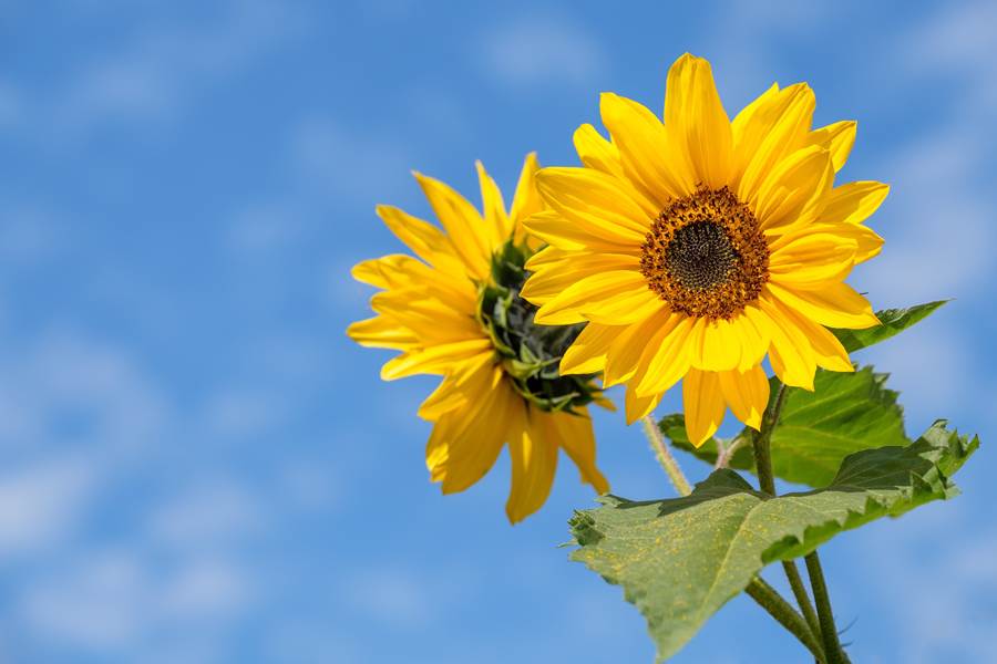 Maison Manechal Tournesols de Monfaucon
