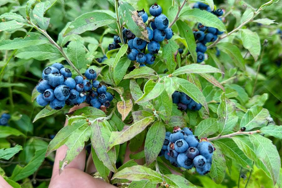 Bleuets sauvages en forêt boréale — Haute-Mauricie Québec