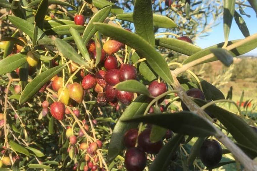 cueillette d'olives-photo-page