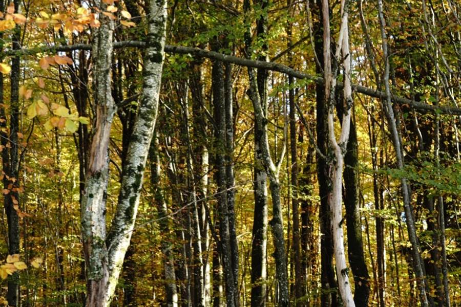 l'automne dans les bois
