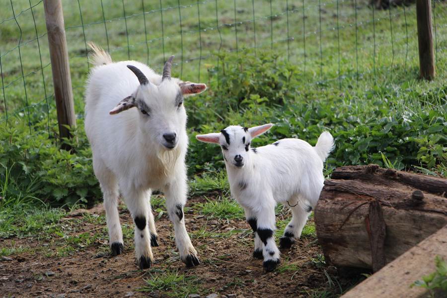gite_groupe_sarthe_la_fleche_ferme_hameau_des_deux_ailes
